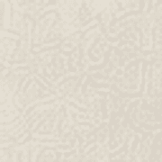 Bone 34